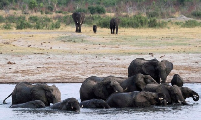 Zimbabwe ships live elephants to wildlife parks in China 